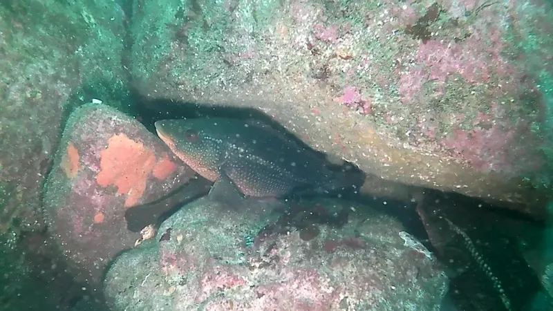 Mérou brun se reposant sur un fond rocheux coloré en milieu marin