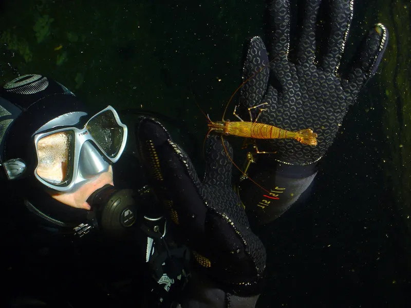 Plongeur observant un grand crustacé tenu dans sa main sous l'eau