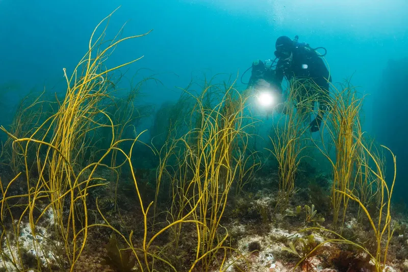 Plongeur en exploration sous-marine au milieu d'une herbe marine dense
