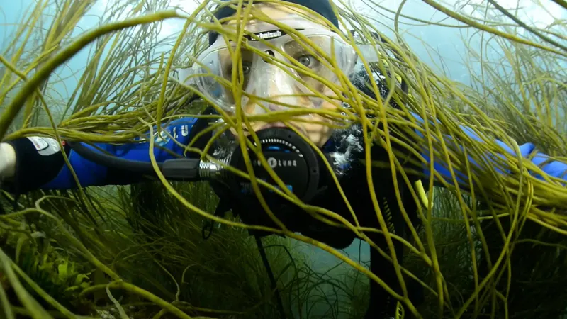 Plongeur avec masque et détendeur nageant dans les herbiers marins