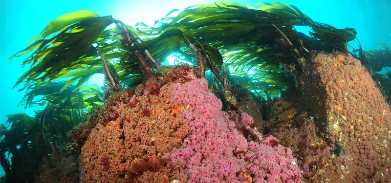 Forêt sous-marine luxuriante avec des gorgones roses et des algues vertes