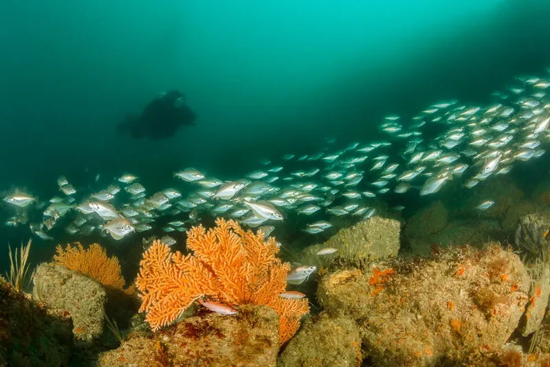 Banc de poissons argentés nageant au-dessus d'un récif corallien coloré