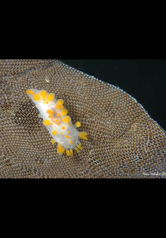 Nudibranche blanche et jaune sur une texture marine sombre