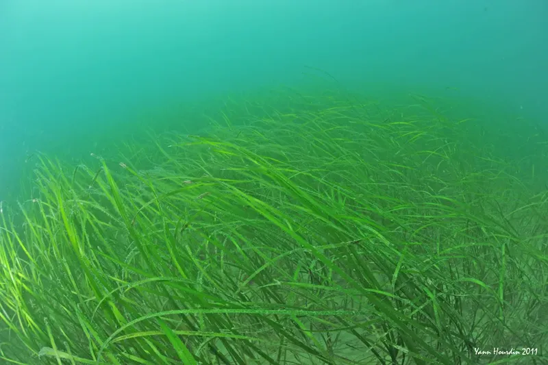 Herbiers sous-marins verdoyants, lumière diffuse, ambiance paisible et aquatique