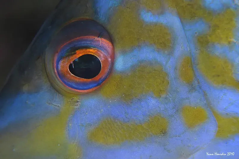 Gros plan sur l'oeil d'un poisson tropical aux couleurs vives