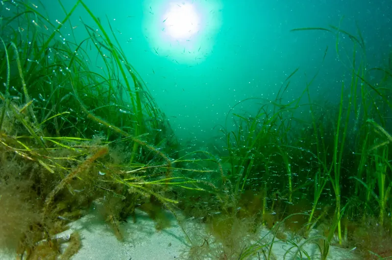 Prairie sous-marine avec herbiers, lumière du soleil et sable clair