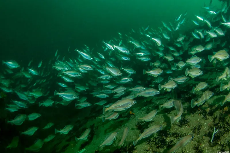 Banc de poissons argentés nageant dans une eau verte et trouble