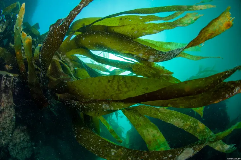 Forêt d'algues sous-marine, lumière filtrée, ambiance paisible et colorée