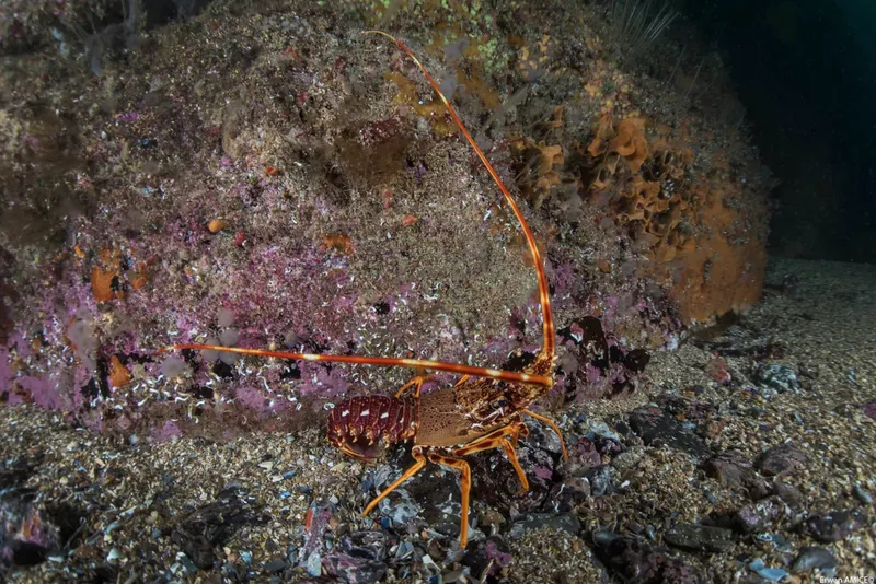 Homard perché sur un récif corallien, antennes déployées, fond marin