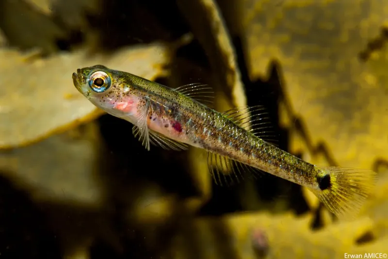 Petit poisson allongé avec de grands yeux nageant dans l'eau