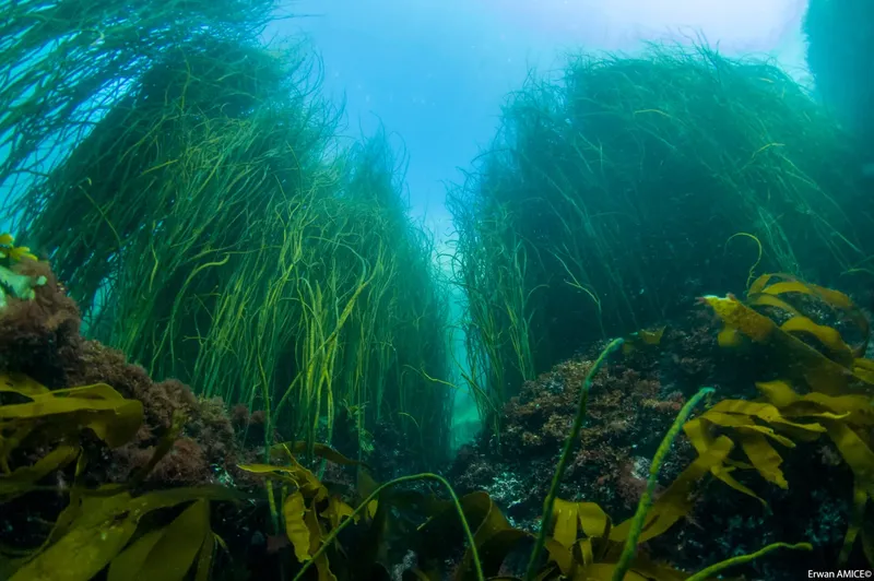 Forêt sous-marine luxuriante avec algues vertes et lumière diffuse