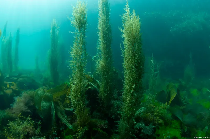 Forêt sous-marine luxuriante avec des algues verticales et des fonds marins