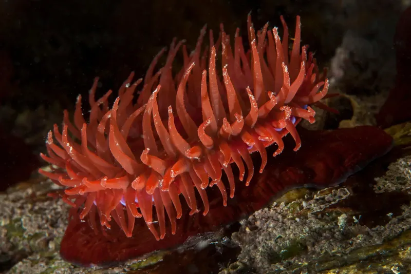 Une limace de mer rouge vif rampe sur un fond rocheux sombre