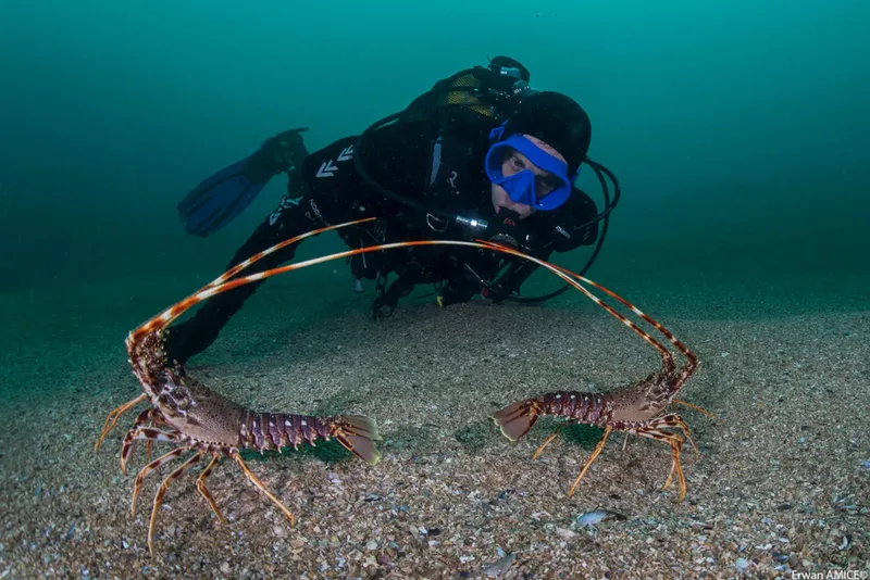 Plongeur observant deux langoustes sur un fond sablonneux clair