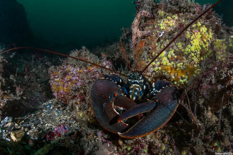 Homard sur fond rocheux avec des éponges colorées en mer