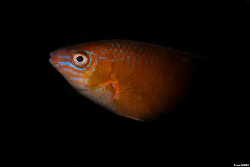 Poisson rouge vif avec des reflets bleus sur fond noir