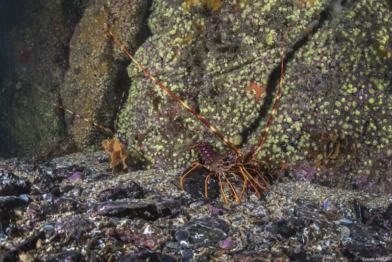 Homard perché sur un fond rocheux couvert d'éponges et d'algues