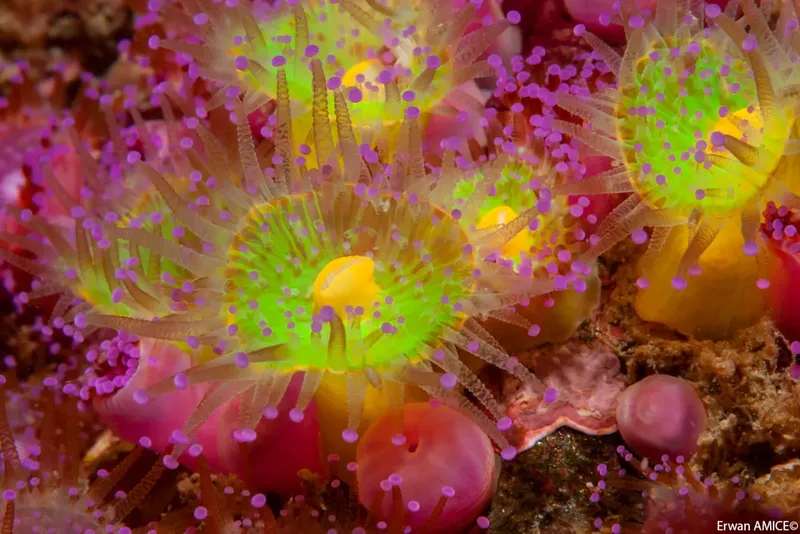 Anémones de mer colorées sur un récifal rocheux sous-marin