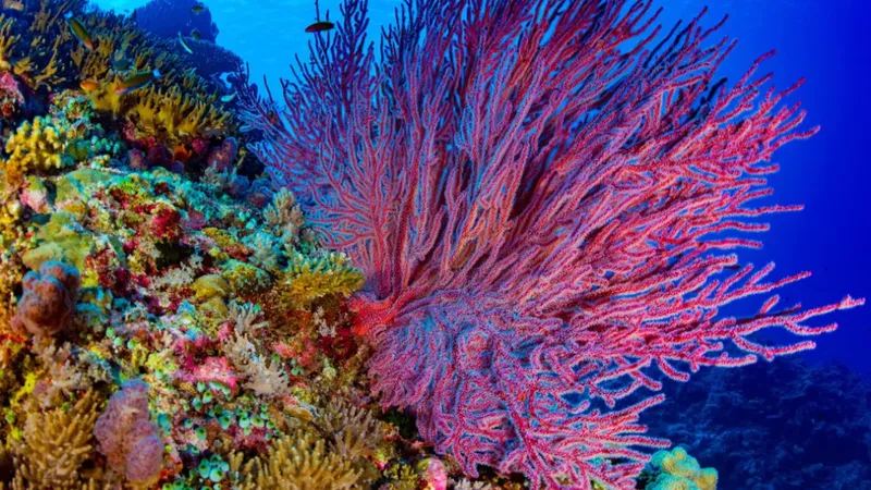 Coraux colorés et gorgones rouges dans un environnement marin profond