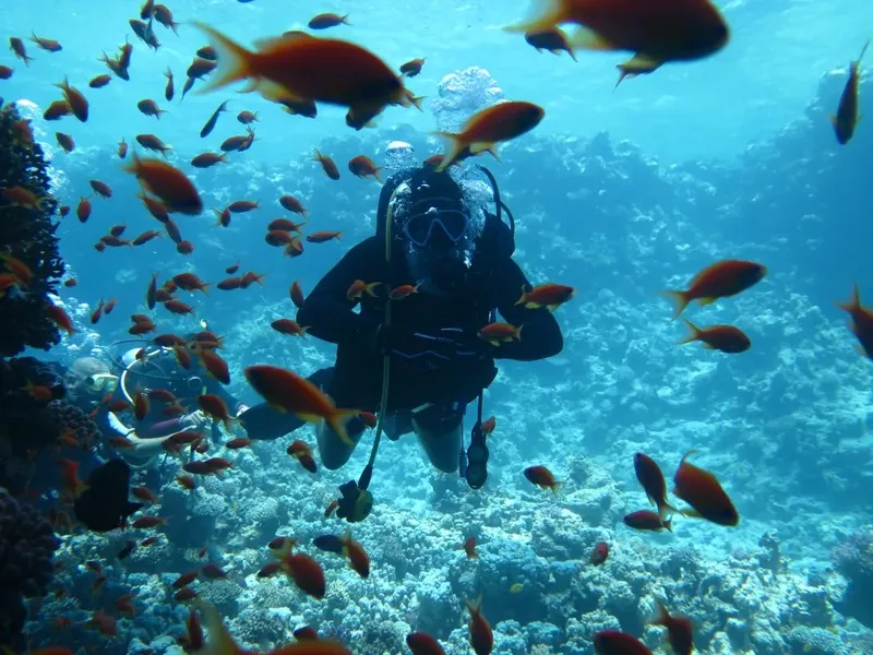 Plongeur au milieu d'un banc de poissons rouges en mer