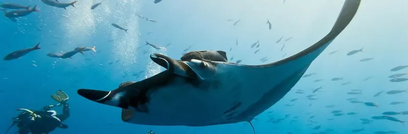Raies manta en vol sous-marin avec un plongeur et petits poissons