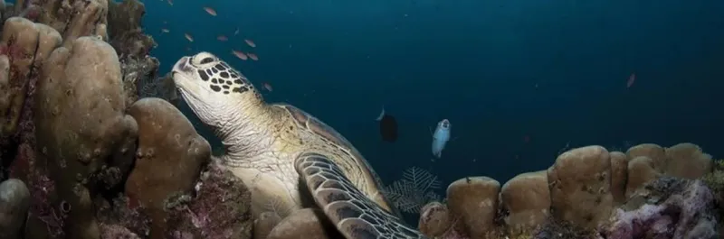 Tortue marine nageant près d'un récifal corallien et de petits poissons