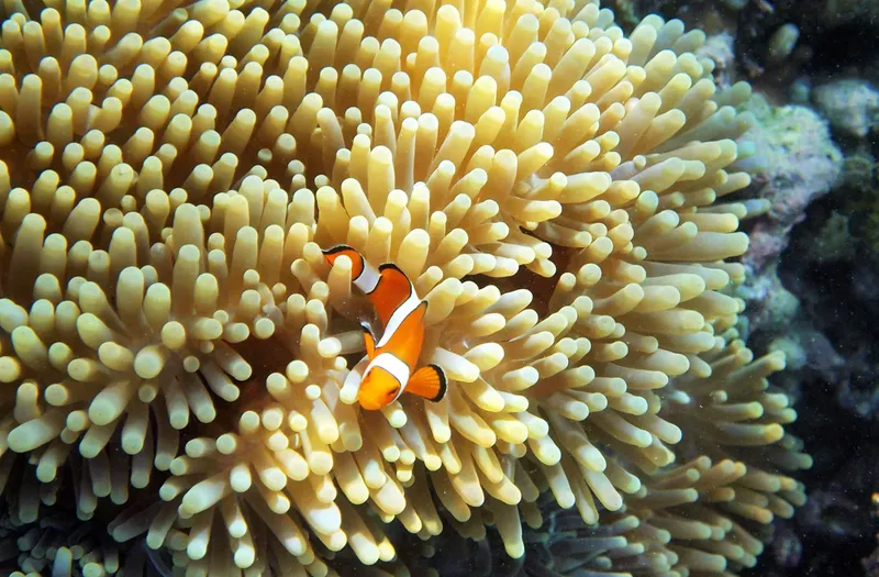 Poisson clown se cachant dans les tentacules d'une anémone de mer