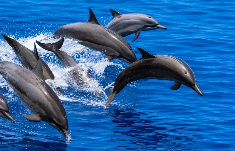 Groupe de dauphins sautant hors de l'eau bleue ensoleillée