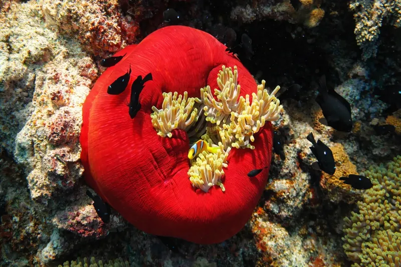 Anémone rouge abritant un poisson clown et entourée de petits poissons