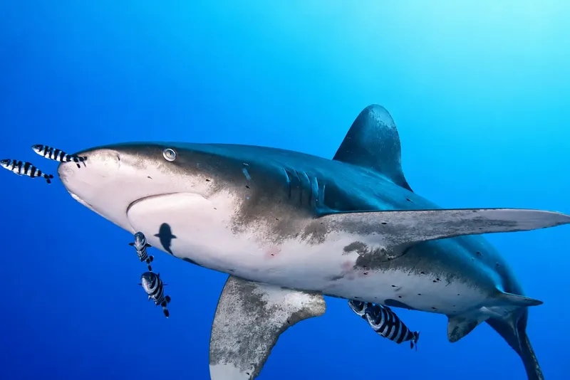 Requin entouré de petits poissons rayés dans l'eau bleue