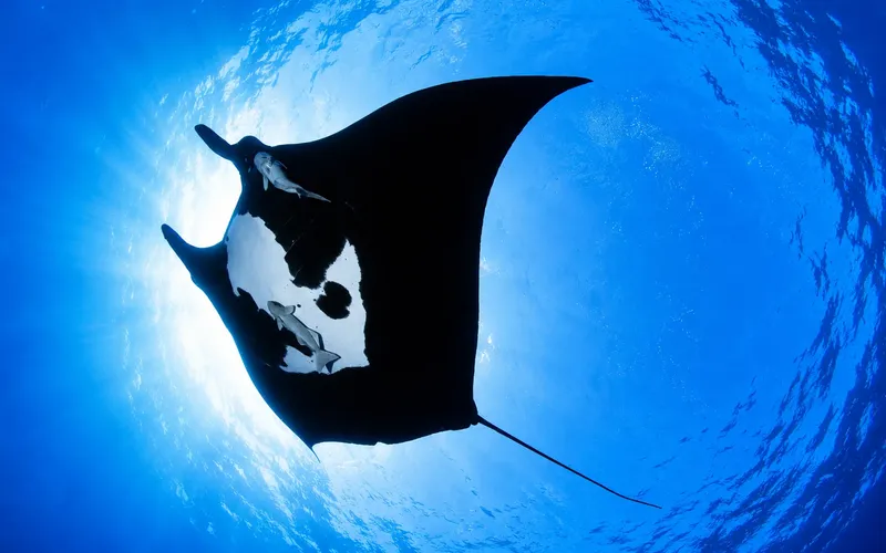 Grande raie manta nageant dans l'eau bleue, vue d'en bas
