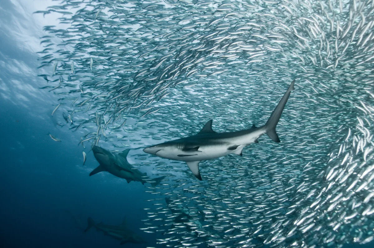 Requin nageant au milieu d'un banc de poissons argentés en mer