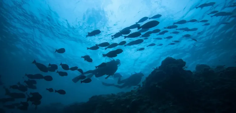 Plongeurs évoluent au milieu d'un banc de poissons en mer