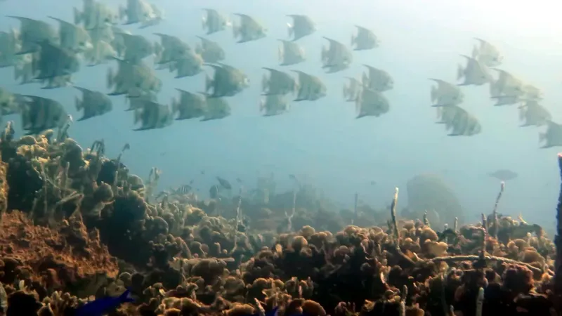 Banc de poissons argentés nageant au-dessus d'un fond rocheux corallien