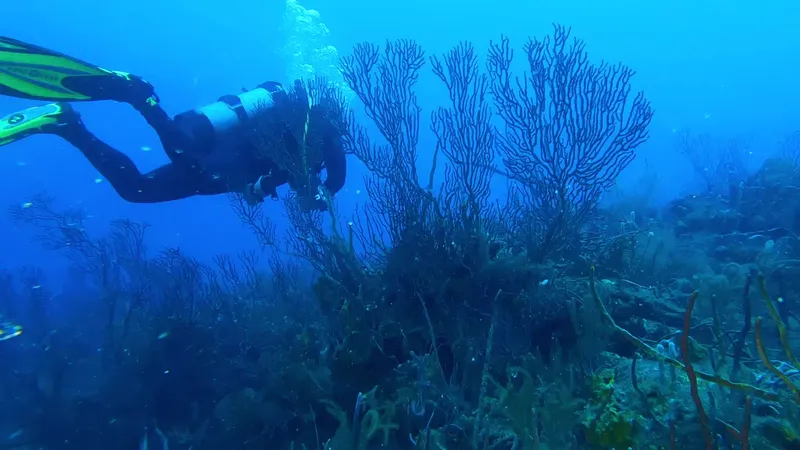 Plongeur explorant un récif corallien avec des gorgones bleues