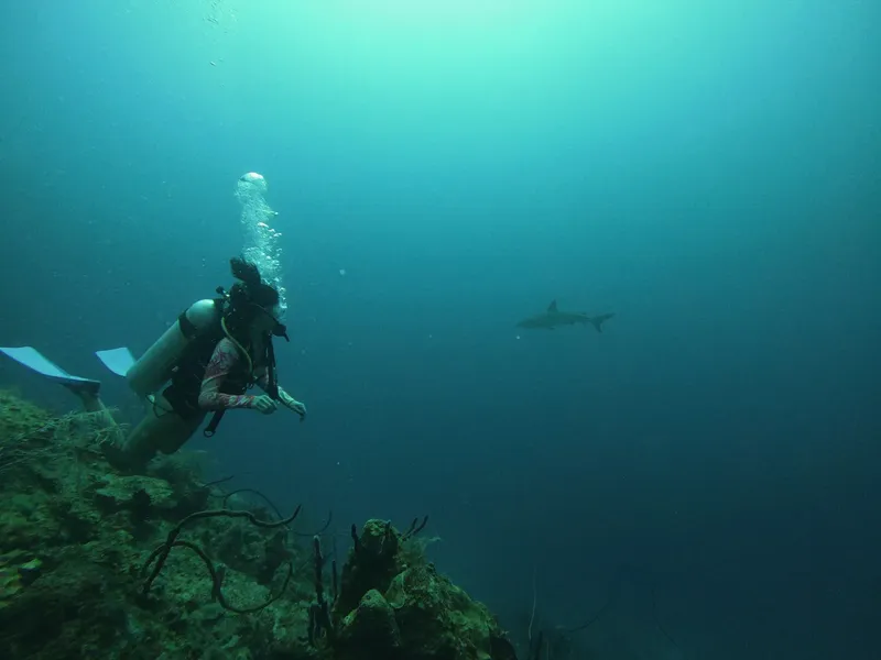 Plongeur et requin évoluent dans une eau turquoise et profonde