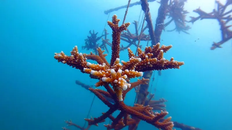 Coraux en pleine croissance sur une structure artificielle sous-marine