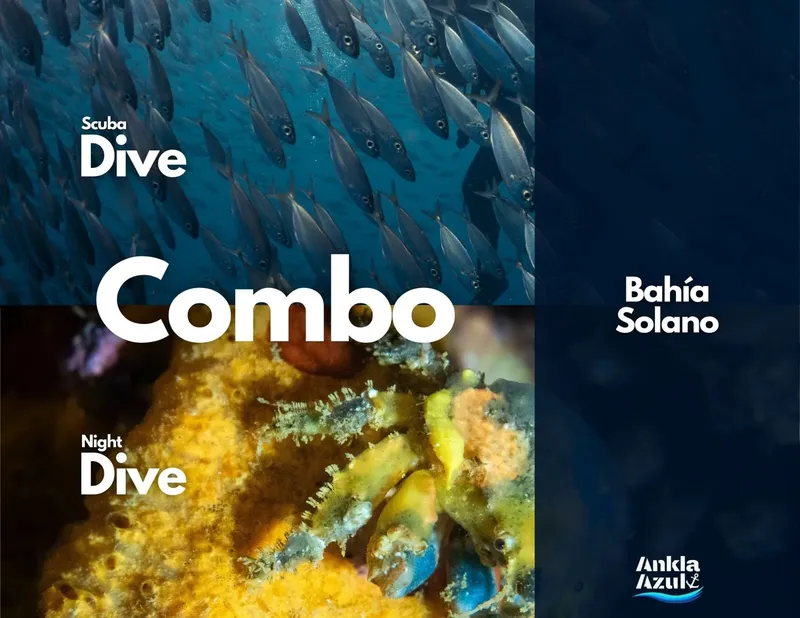 Banc de poissons et coraux colorés sous l'eau, plongée combo
