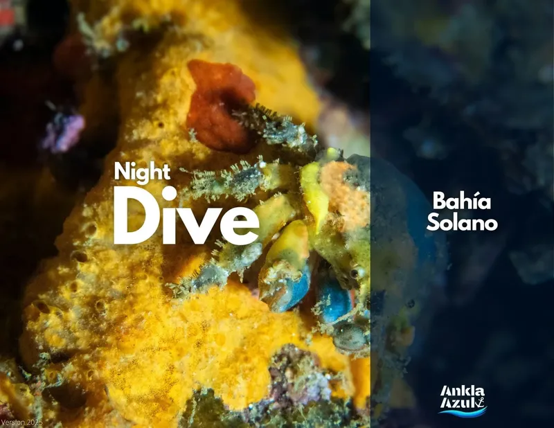 Coraux colorés et poissons tropicaux illuminés lors d'une plongée nocturne