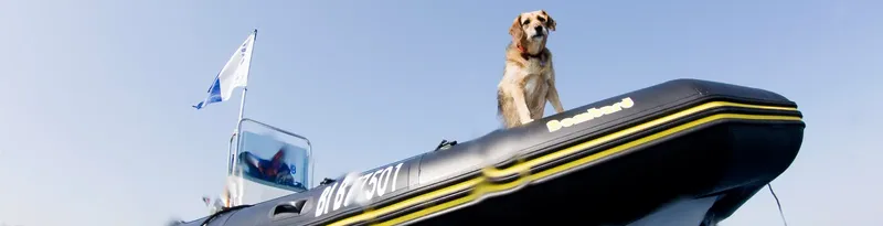 Un chien regarde vers l'avant sur un bateau pneumatique noir et jaune