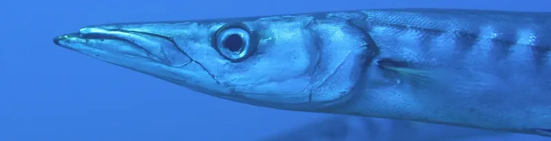 Gros plan d'une vive, poisson de mer argenté, regardant l'objectif