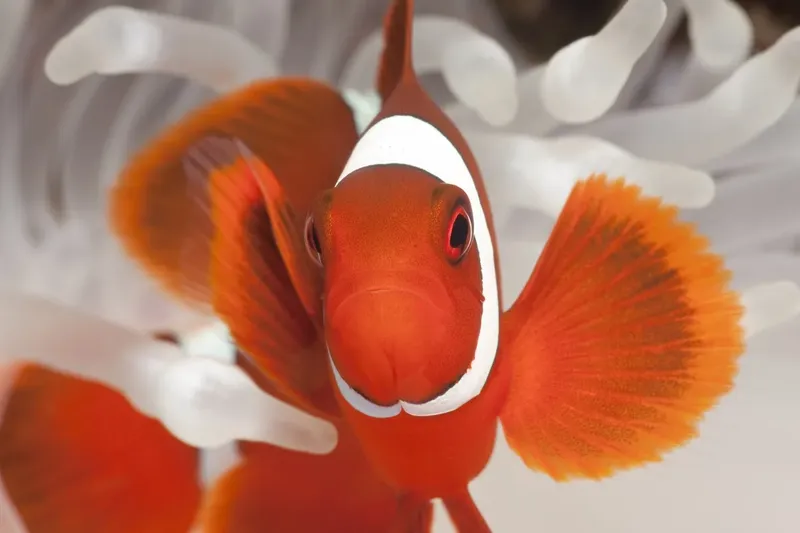 Poisson clown orange et blanc nageant dans une anémone de mer