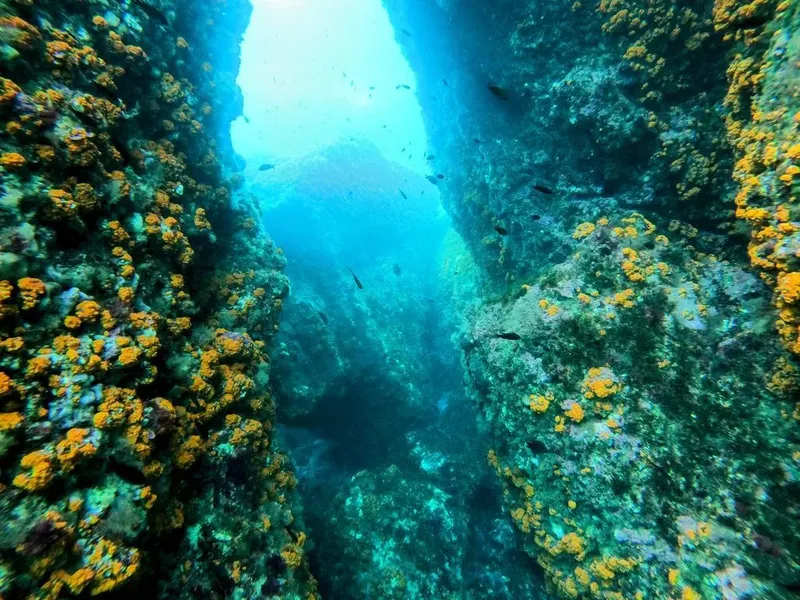 Vue sous-marine d'une faille rocheuse avec des poissons et coraux