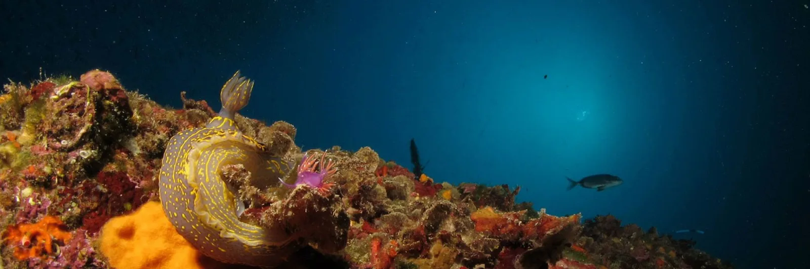 Nudibranche jaune et orange sur un récif corallien coloré