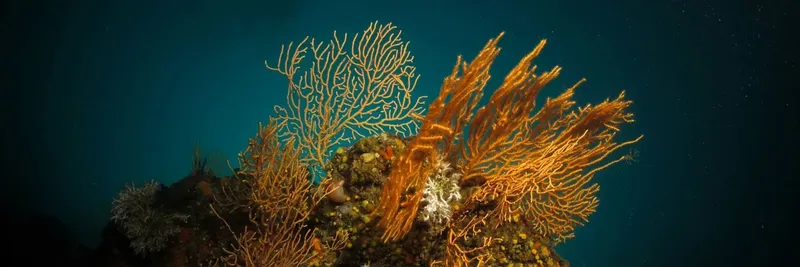 Coraux orange et blanc sur fond bleu profond, vie marine