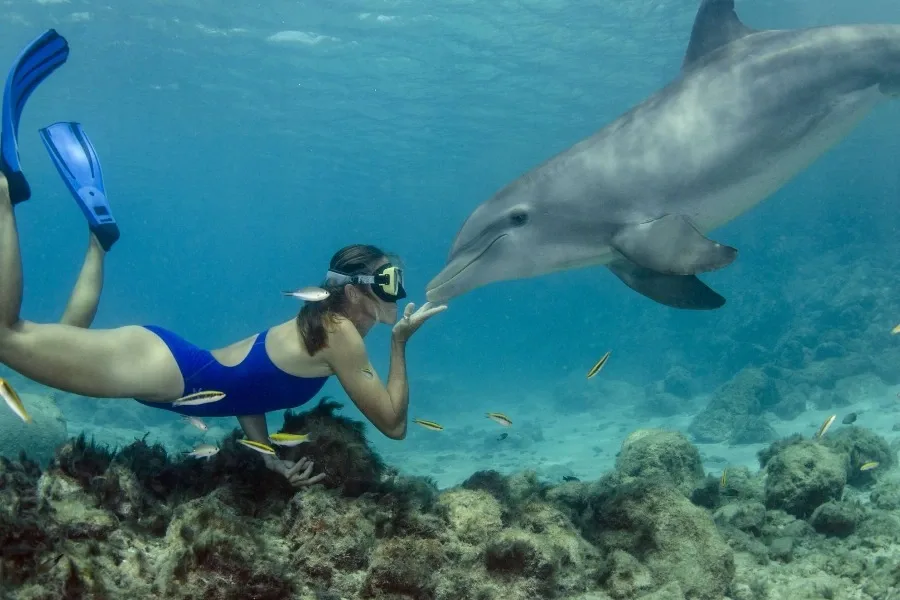 Plongeuse interagissant avec un dauphin dans une eau claire et turquoise