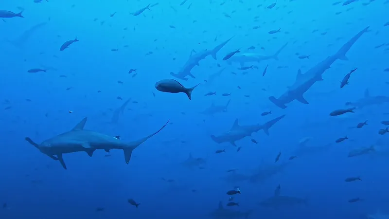 Banc de requins marteaux et poissons dans l'eau bleue