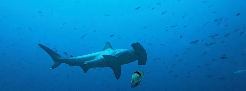 Requin marteau nageant dans l'eau bleue entouré de petits poissons