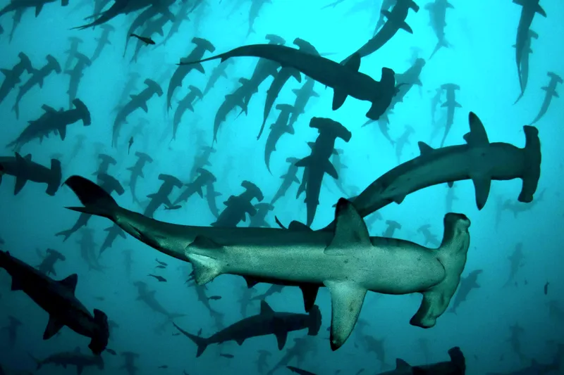 Banc de requins marteaux nageant dans l'eau bleue profonde