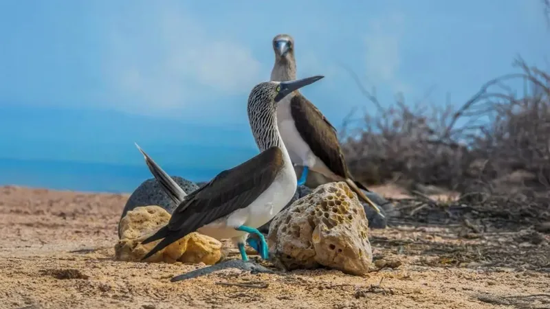 Deux fous bruns se tiennent sur des rochers face à la mer